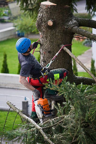 Lawn Renovation and Restoration in Brushy Creek, TX