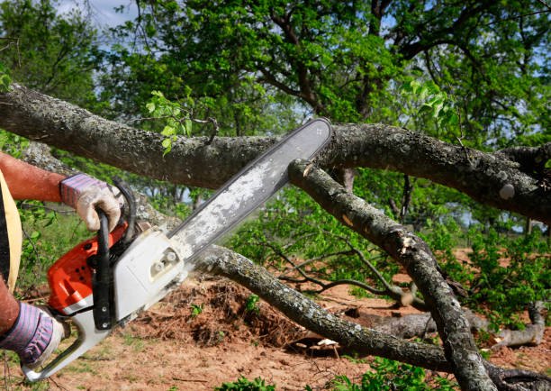 Best Tree Trimming and Pruning  in Brushy Creek, TX